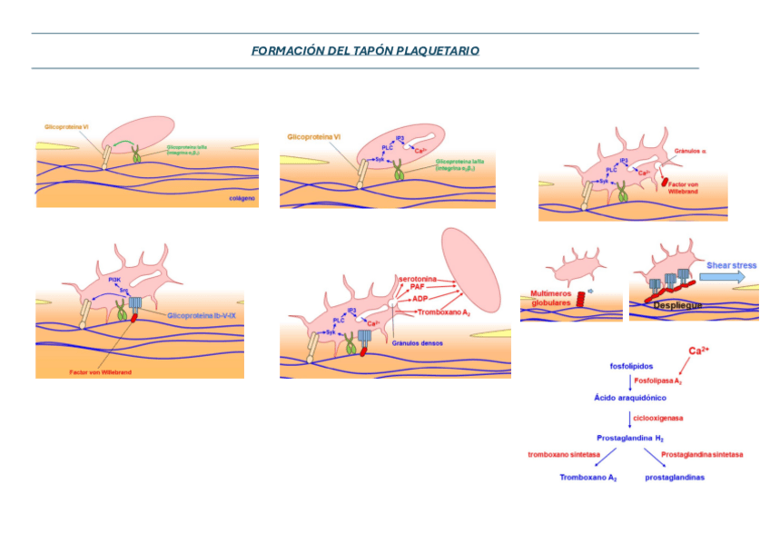 Miniatura del documento FORMACION-TAPON-PLAQUETARIO.pdf