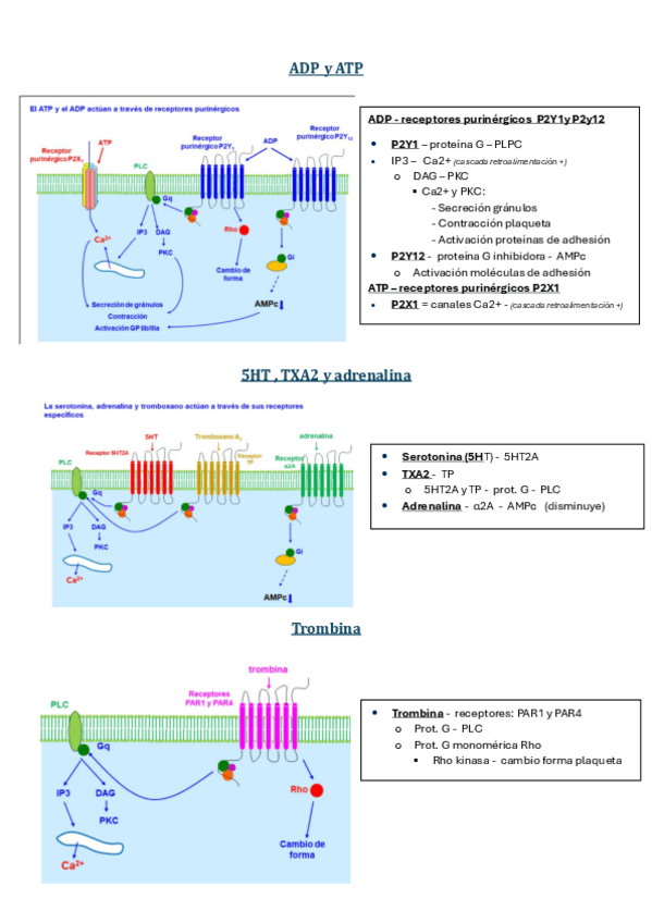 Miniatura del documento TAPON-PLAQUETARIO-receptores.pdf