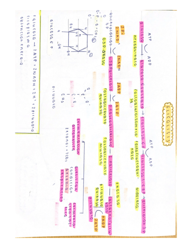 Miniatura del documento RESUMEN-TODO-BIOQUIMICA-METABOLISMO.pdf