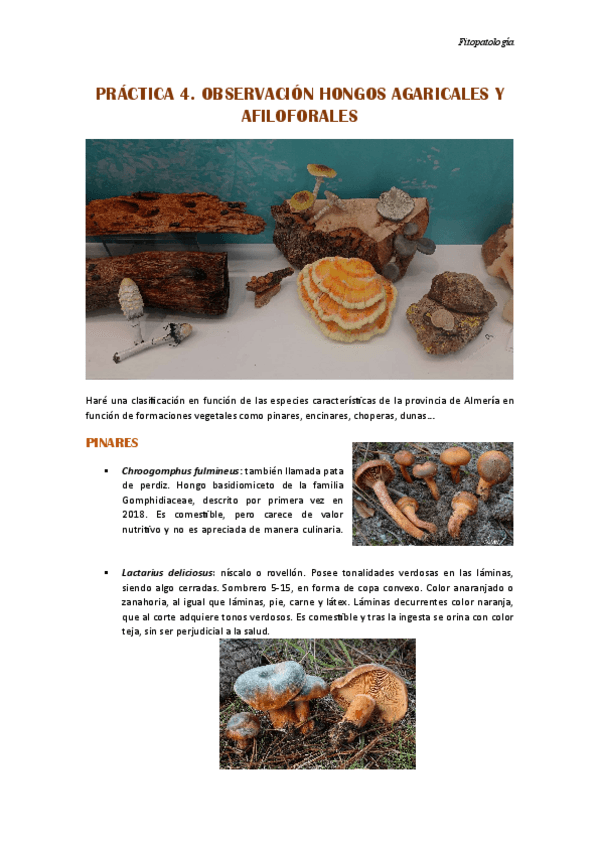 Miniatura del documento PRACTICA-4..pdf