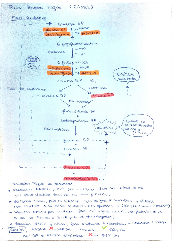 Miniatura del documento Todo-sobre-ruta-pentosas-fosfato.pdf