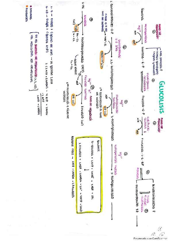 Miniatura del documento Reacciones-metabolismo.pdf