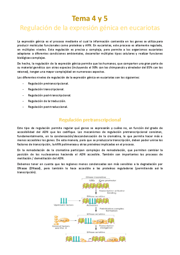 Miniatura del documento Temas-4-y-5-Regulacion-de-la-expresion-genica-en-eucariotas.pdf