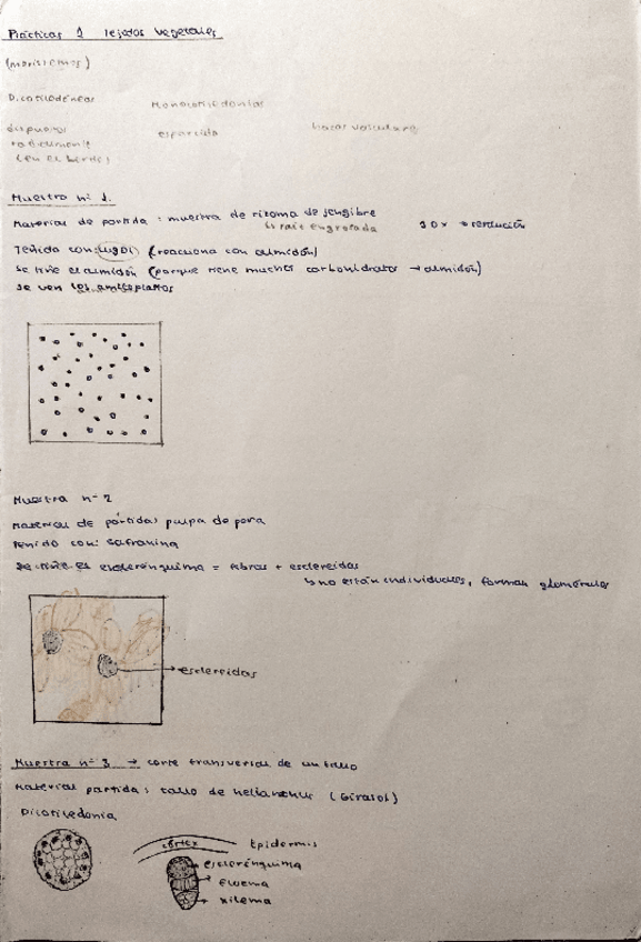 Miniatura del documento Apuntes-practicas-bio-I.pdf
