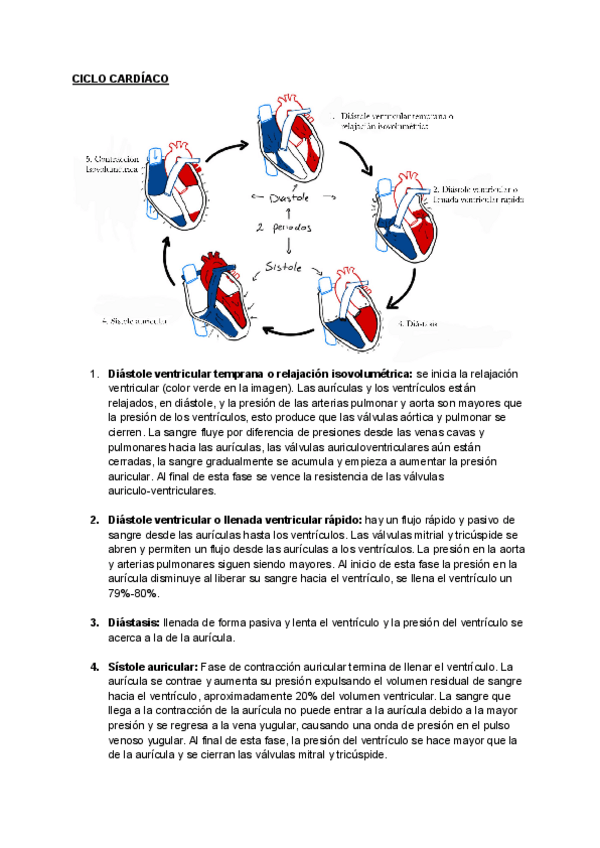 Miniatura del documento Ciclo-cardiaco.pdf