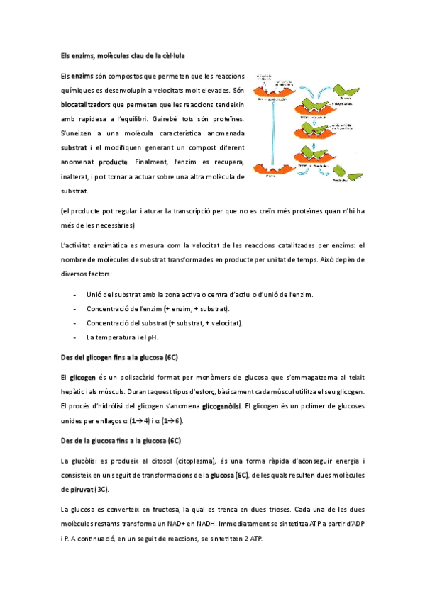 Miniatura del documento METABOLISME.pdf