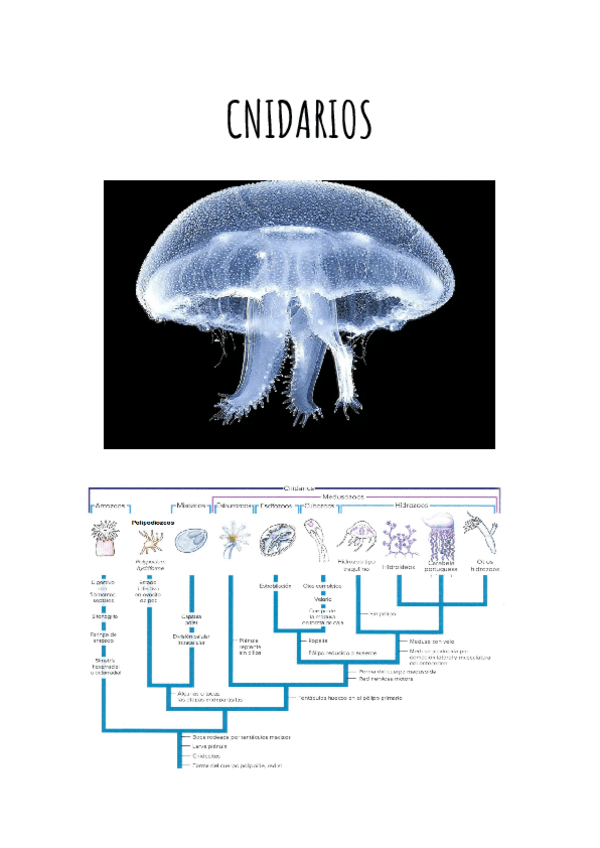 Miniatura del documento APUNTES-CNIDARIOS.pdf