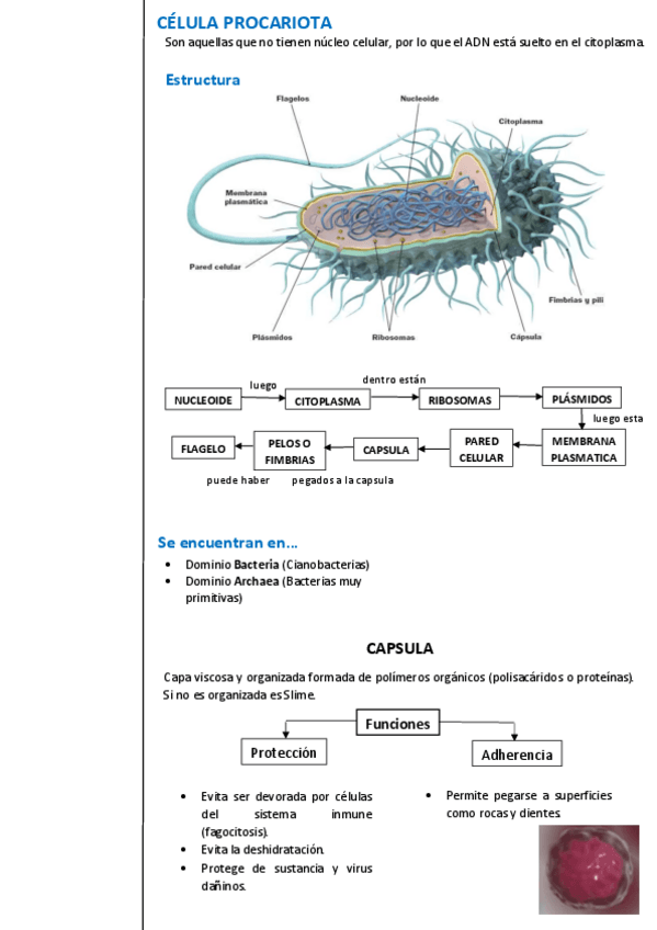 Miniatura del documento UNIDAD-3-Celula.pdf
