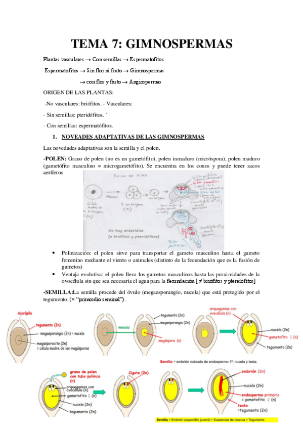 Miniatura del documento TEMA-7-Resumen-Gimnospermas.pdf