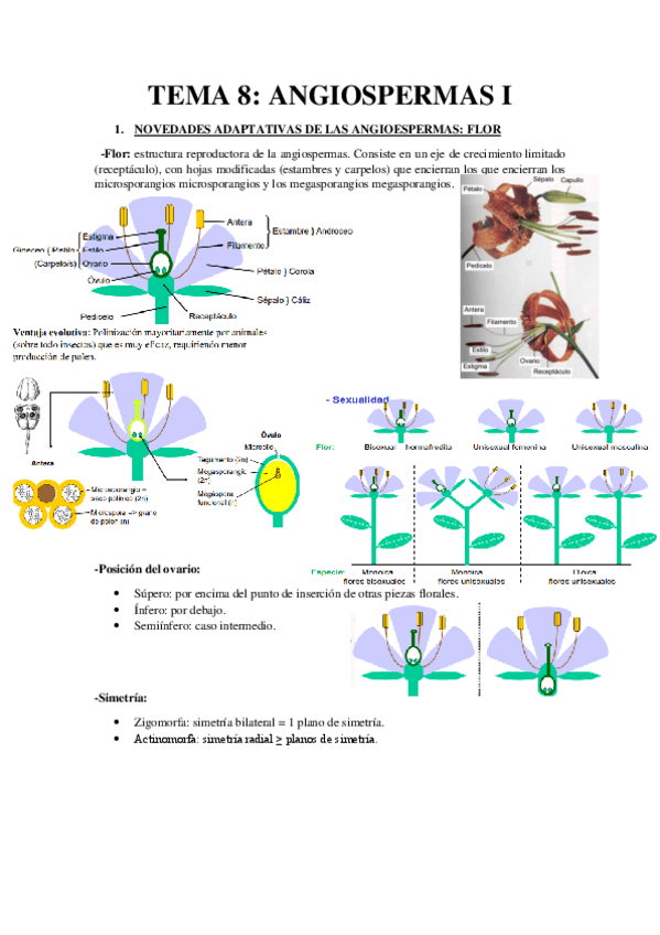 Miniatura del documento TEMA-8-Resumen-Angiospermas.pdf