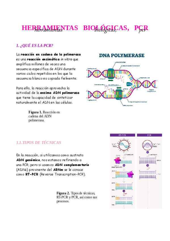 Miniatura del documento TRABAJO-Microbiologia-Herramientas-biologicas-PCR.pdf