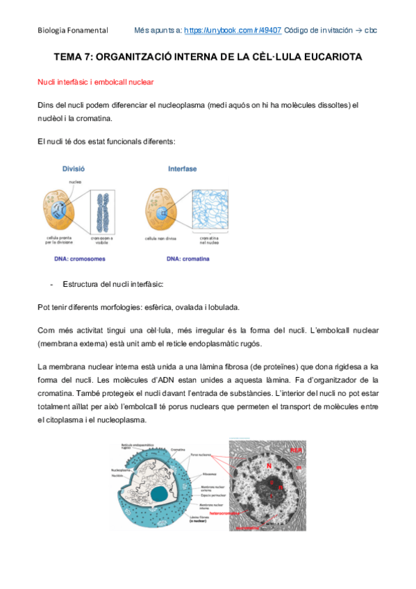 Miniatura del documento Organització interna de la cèl·lula eucariota.pdf