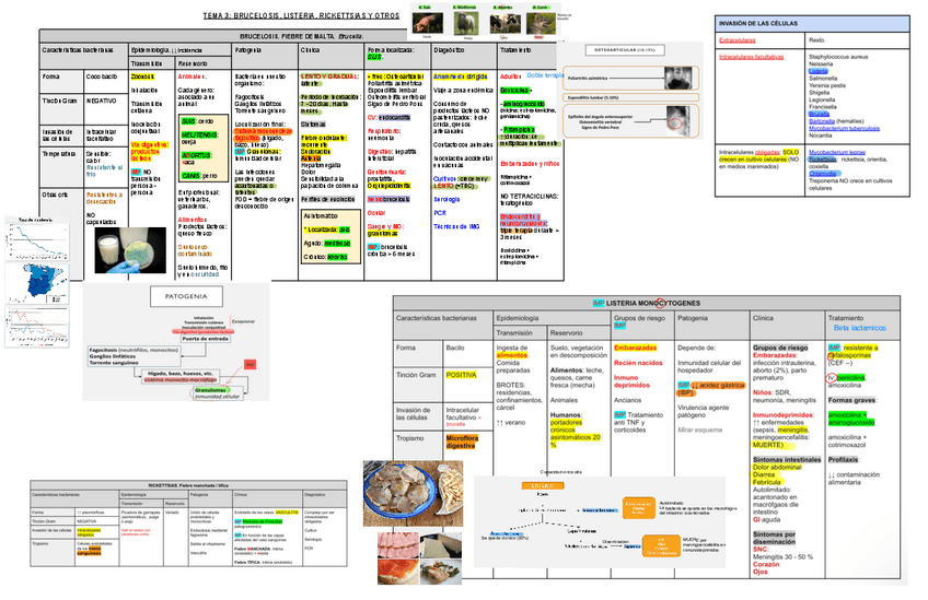 Miniatura del documento 3.-Brucelosis-Lysteria-Rikettsias-Y-Bartonella.pdf