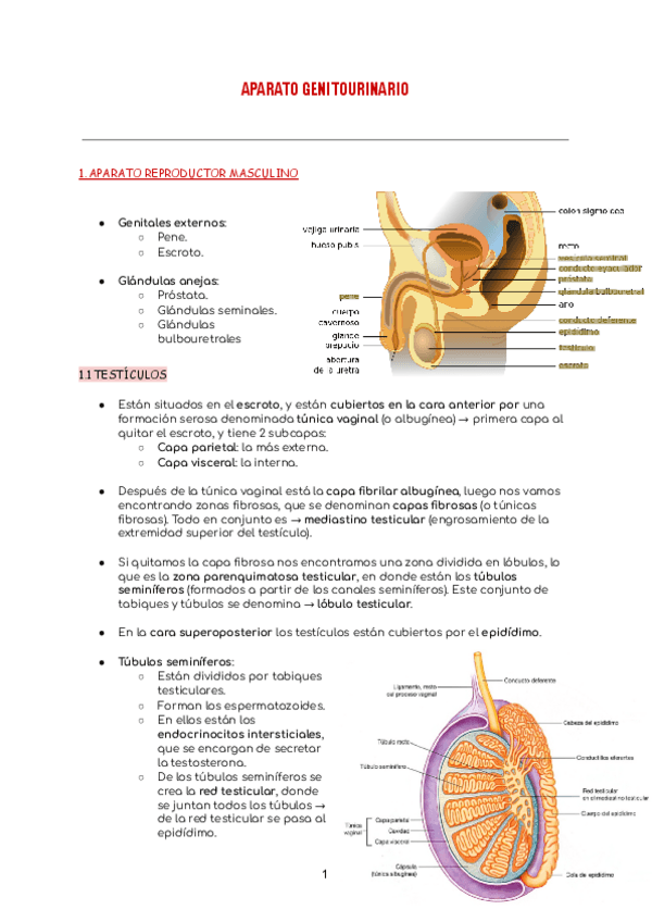 Miniatura del documento aparato-genital-urinario.pdf