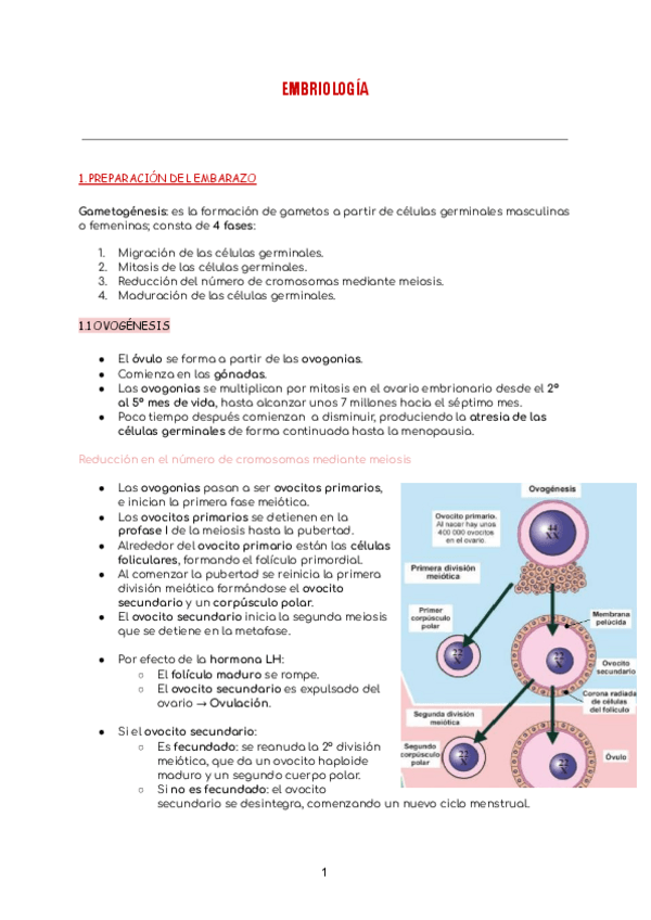 Miniatura del documento embriologia.pdf