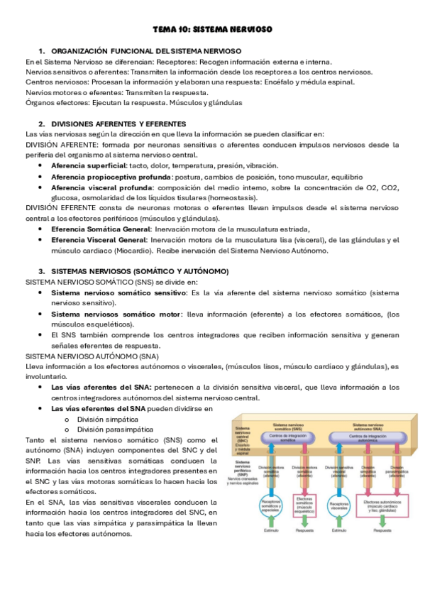 Miniatura del documento tema-10-anatomia-humana.pdf