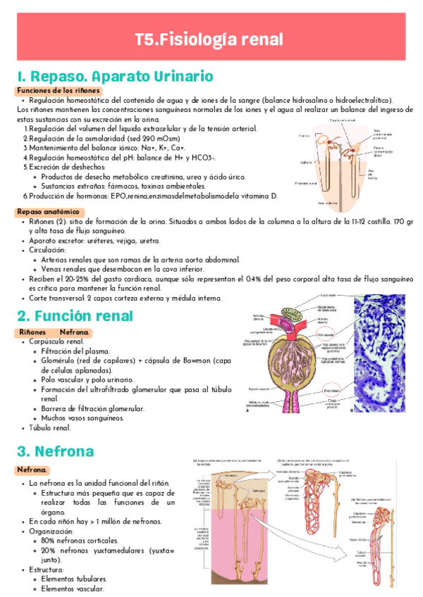 Miniatura del documento T5-FISIO.pdf