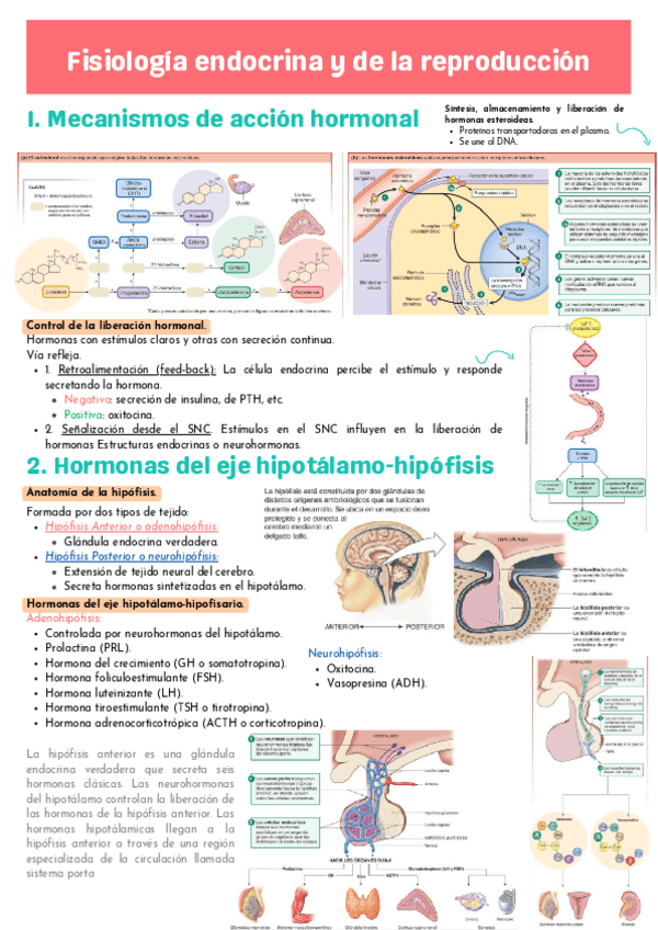 Miniatura del documento T7-FISIO.pdf
