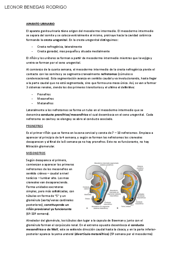 Miniatura del documento EMBRIO-URINARIO.pdf