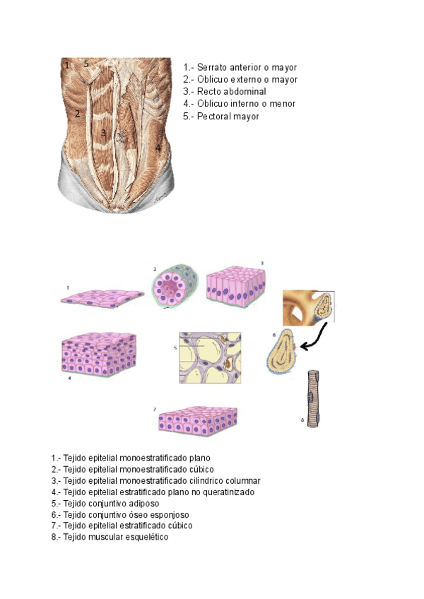 Miniatura del documento Parcial-Anatomia.pdf