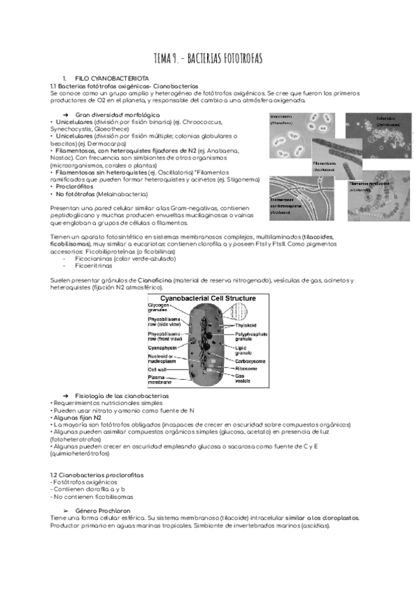 Miniatura del documento TEMA-9.-BACTERIAS-FOTOTROFAS.pdf