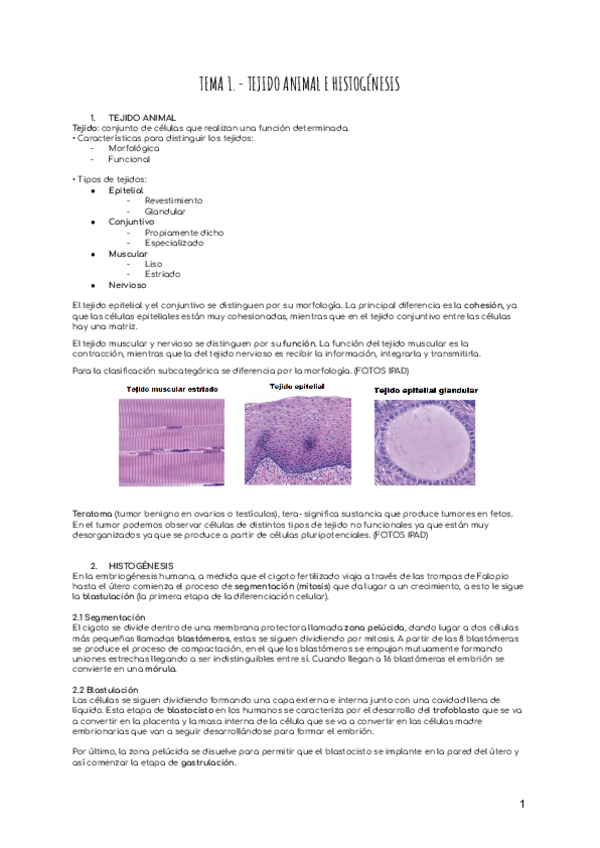 Miniatura del documento TEMA-1.-TEJIDO-ANIMAL.pdf