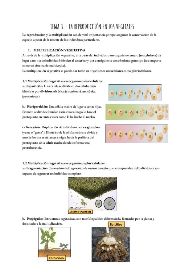 Miniatura del documento TEMA-3.-LA-REPRODUCCION-EN-LOS-VEGETALES.pdf