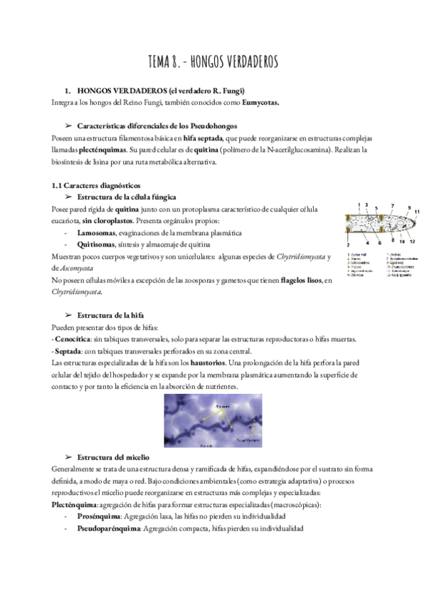 Miniatura del documento TEMA-8.-HONGOS-VERDADEROS.pdf