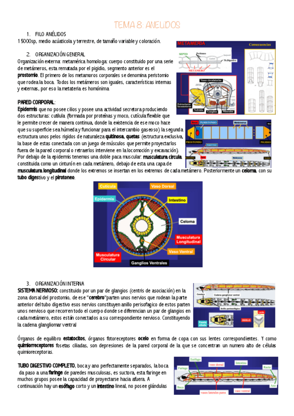 Miniatura del documento TEMA-8-ANELIDOS.pdf