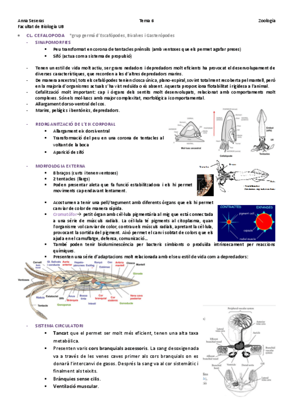 Miniatura del documento TEMA-6MoluscsCefalopodes.pdf
