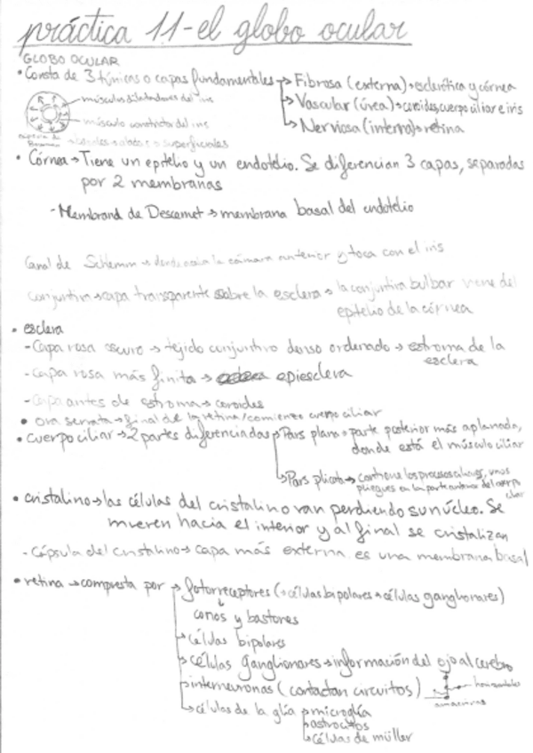 Miniatura del documento Practica-11-El-globo-ocular.pdf