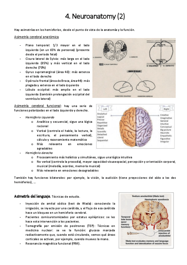 Miniatura del documento Neuroanatomy2.pdf