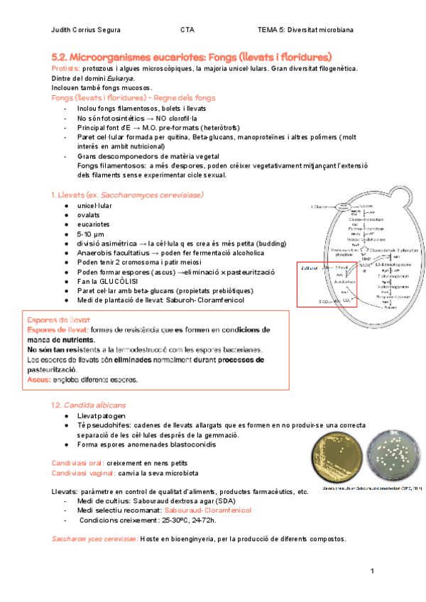 Miniatura del documento 5.2.-Fongs-llevats-i-floridures.pdf