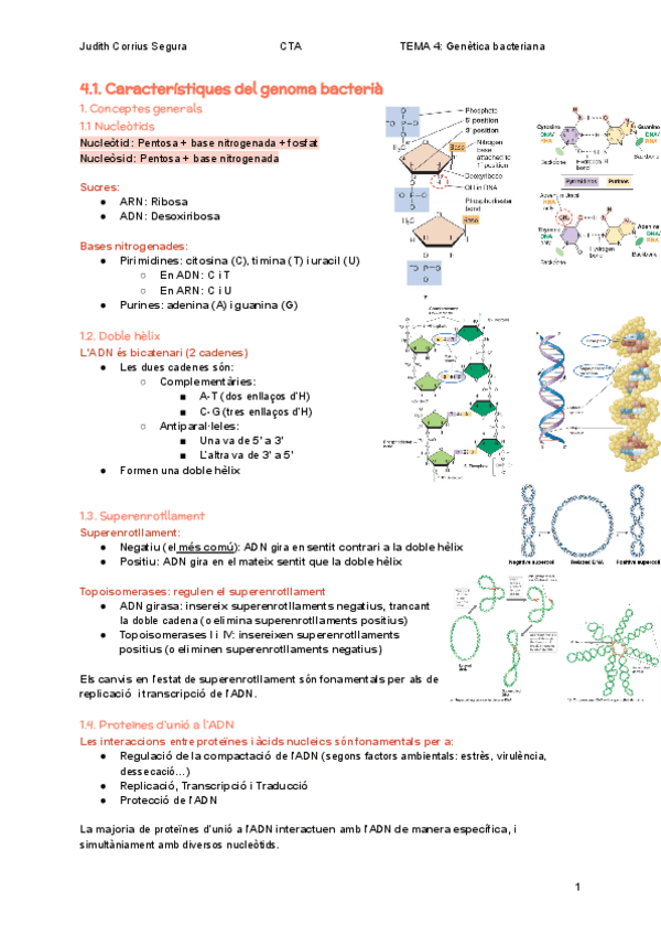 Miniatura del documento 4.1.-Caracteristiques-del-genoma-bacteria.pdf