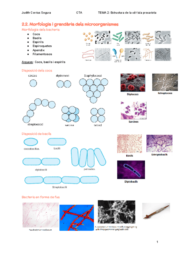Miniatura del documento 2.2.-Morfologia-i-grandaria-dels-microorganismes.pdf