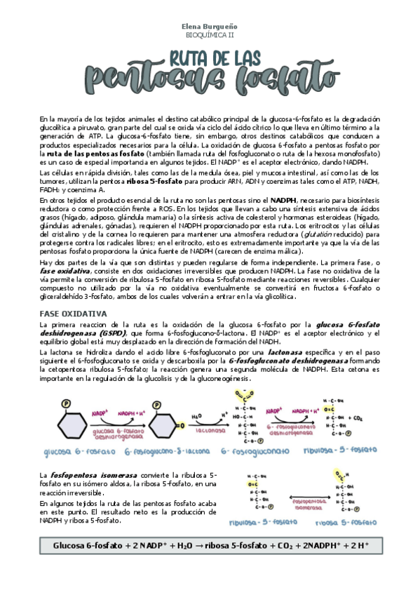 Miniatura del documento 15.-VIA-DE-LAS-PENTOSAS-FOSFATO.pdf