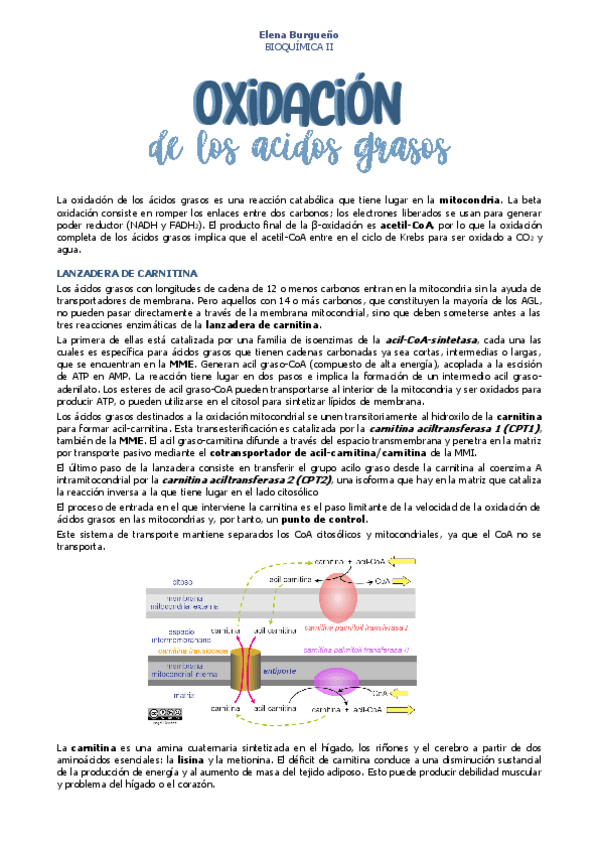 Miniatura del documento 18.-OXIDACION-DE-LOS-ACIDOS-GRASOS.pdf