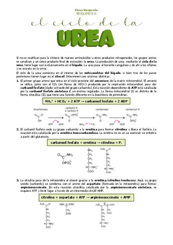 Miniatura del documento 25.-EL-CICLO-DE-LA-UREA.pdf