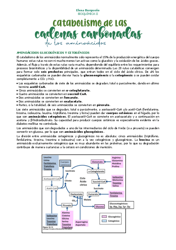 Miniatura del documento 26.-CATABOLISMO-DE-LAS-CADENAS-CARBONADAS-DE-LOS-AMINOACIDOS.pdf