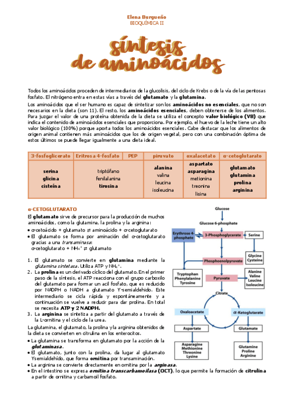 Miniatura del documento 27.-SINTESIS-DE-AMINOACIDOS.pdf