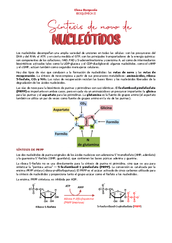 Miniatura del documento 29-Y-30.-SINTESIS-DE-NUCLEOTIDOS-PURICOS.pdf