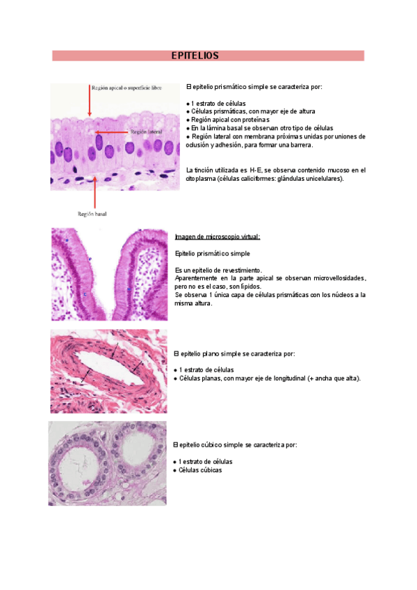 Miniatura del documento SEMINARIOS-HISTOLOGIA.pdf
