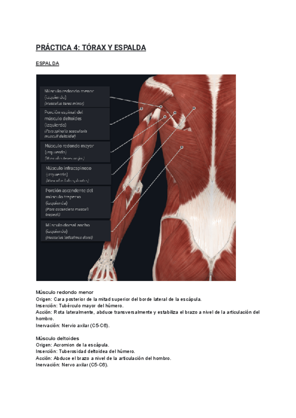 Miniatura del documento PRACTICA-4.pdf