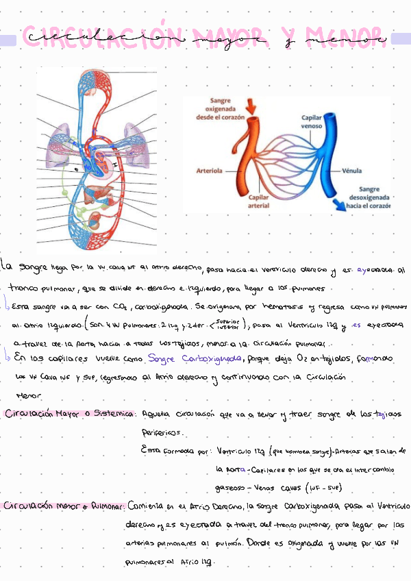 Miniatura del documento Circulacion-Mayor-y-Menor.pdf