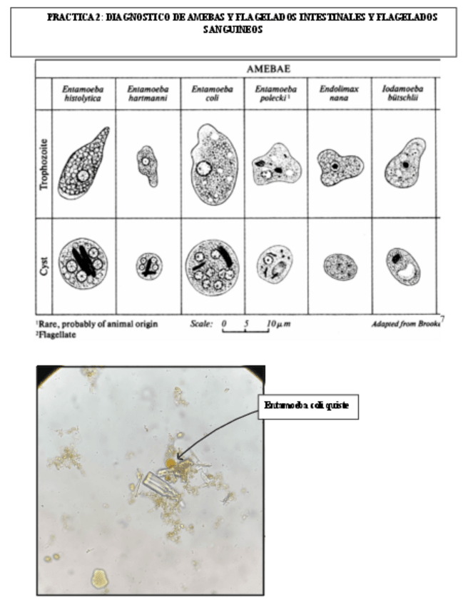 Miniatura del documento Practicas-de-Microbiologia-Medica-II.-IMAGENES-Microscopio.pdf
