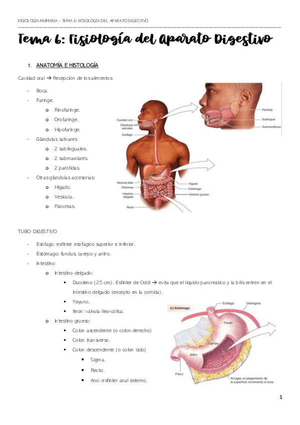 Miniatura del documento APUNTES-TEMA-6-23-24.pdf