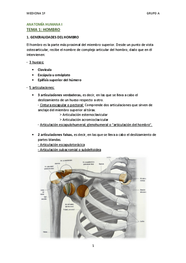 Miniatura del documento TEMA 1 - HOMBRO.pdf