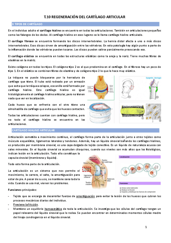 Miniatura del documento T.10-REGENERACION-DEL-CARTILAGO-ARTICULAR.pdf