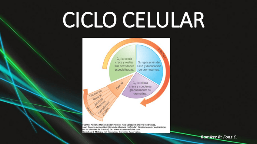 Miniatura del documento CICLO-CELULARFONZ.pdf