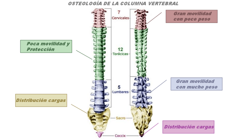 Miniatura del documento OSTEOLOGIA.pdf